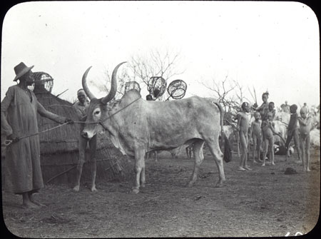Dinka ox