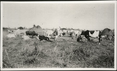 Nuer cattle camp