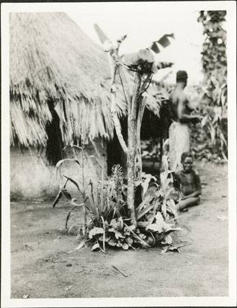 Zande spirit-shrine in homestead