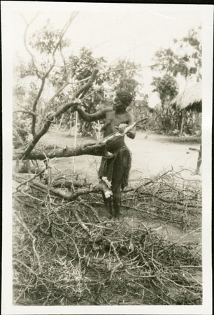 Zande woman gathering firewood