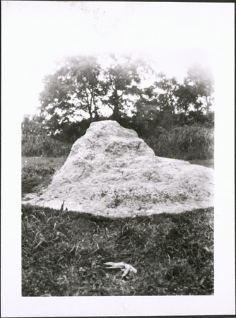 Termite mound in Zandeland