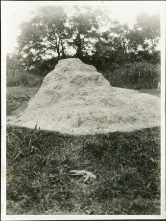 Termite mound in Zandeland