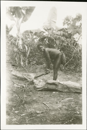 Zande woman chopping firewood