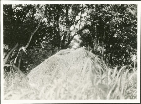 Zande circumcision hut