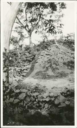 Termite mound and garden in Zandeland