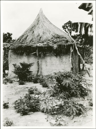 Zande garden and dilapidated hut