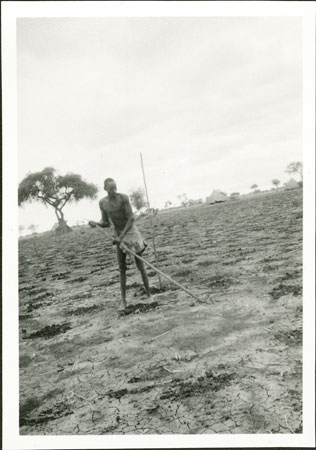 Sowing field in Anuakland