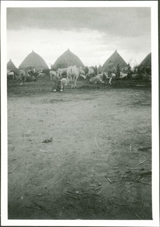 Anuak village with cattle