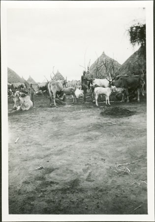 Anuak village with cattle