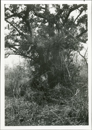 Anuak sacred tree burial