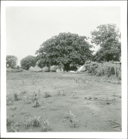 Anuak village with Fig tree