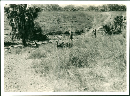 Ingessana boys herding goats