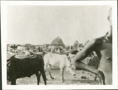 Nuer cattle camp