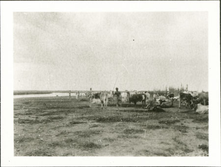 Nuer cattle camp 