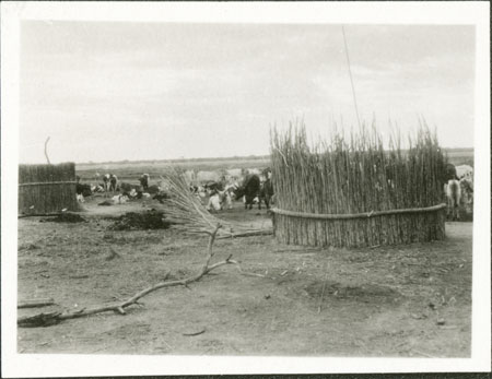 Nuer windbreaks at cattle camp