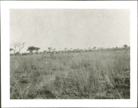 Nuer cattle camp 