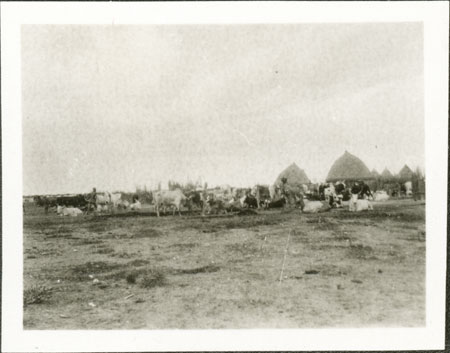 Nuer cattle camp