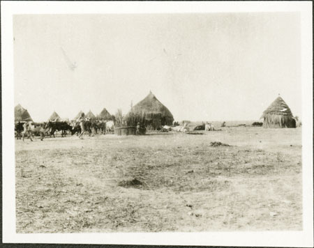 Nuer cattle camp 