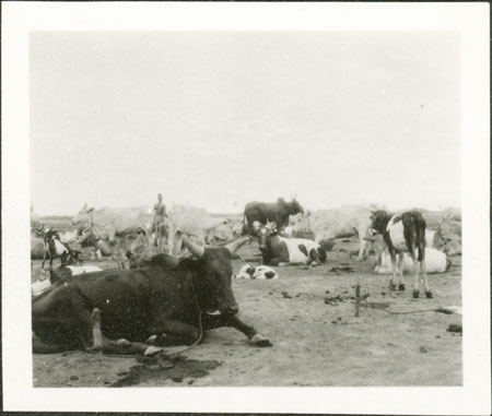 Nuer cattle camp