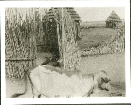 Nuer windbreaks at cattle camp