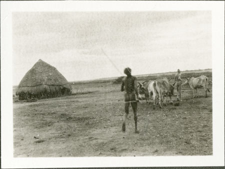 Nuer cattle and byre