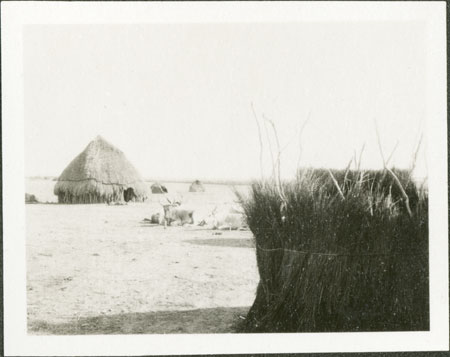 Nuer cattle camp