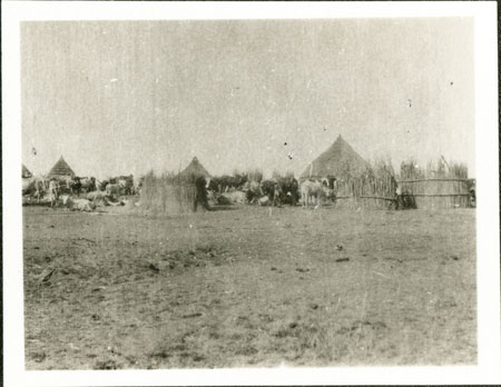 Nuer cattle camp