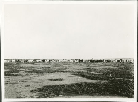 Nuer cattle grazing