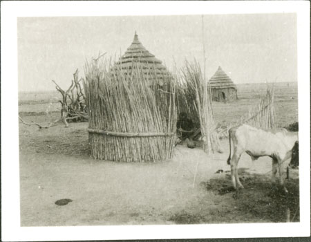 Nuer windbreak at cattle camp