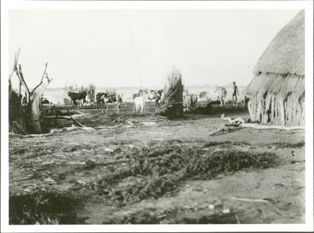 Nuer cattle camp 