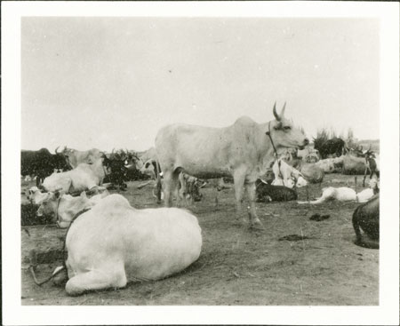 Nuer cattle 