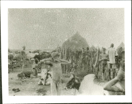 Nuer cattle camp 