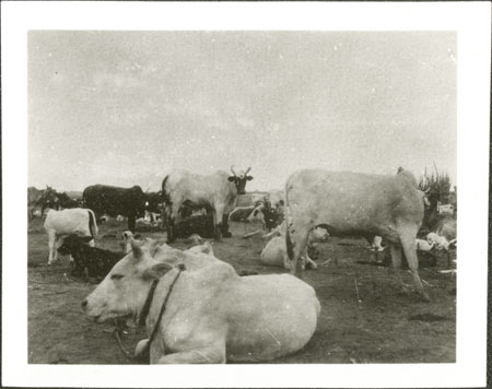 Nuer ox with trained horn