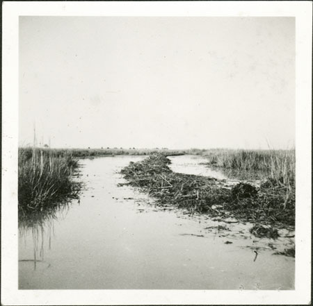 Swamp in western Nuerland