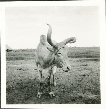 Nuer ox with trained horn