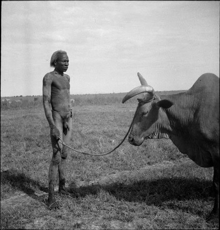 Nuer man and song-ox 
