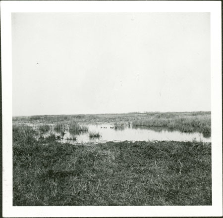 Swamp in Nuerland
