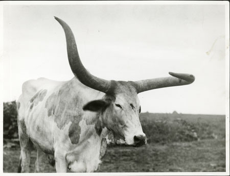 Nuer ox with trained horn