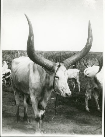 Nuer ox with spreading horns