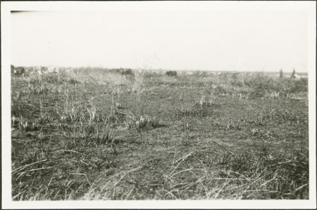 Nuer cattle grazing