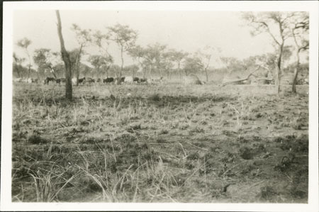 Nuer cattle grazing