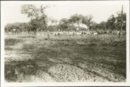 Nuer cattle