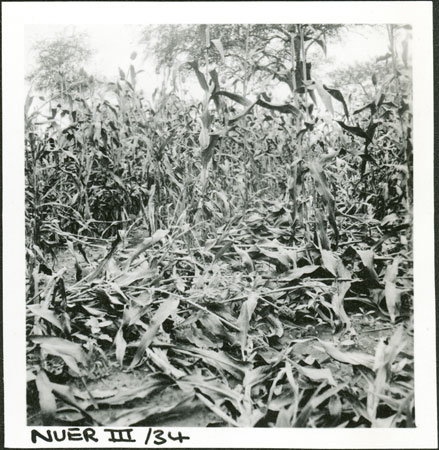 Nuer millet garden