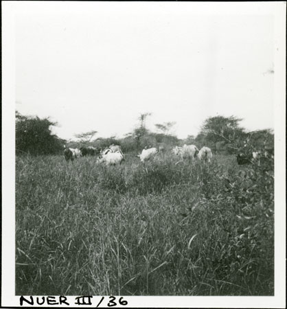 Cattle in wooded Nuerland