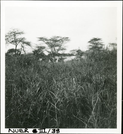 Cattle in wooded Nuerland