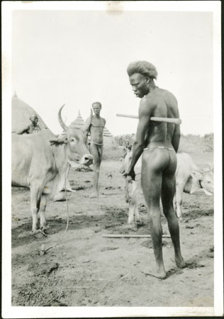 Nuer man holding a restless cow