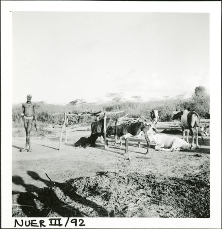 Nuer homestead