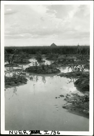 Flooded garden in Nuerland