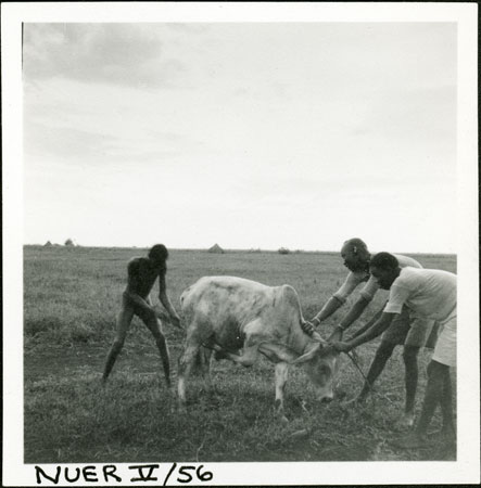 Grounding an ox