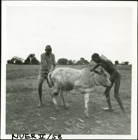 Grounding an ox